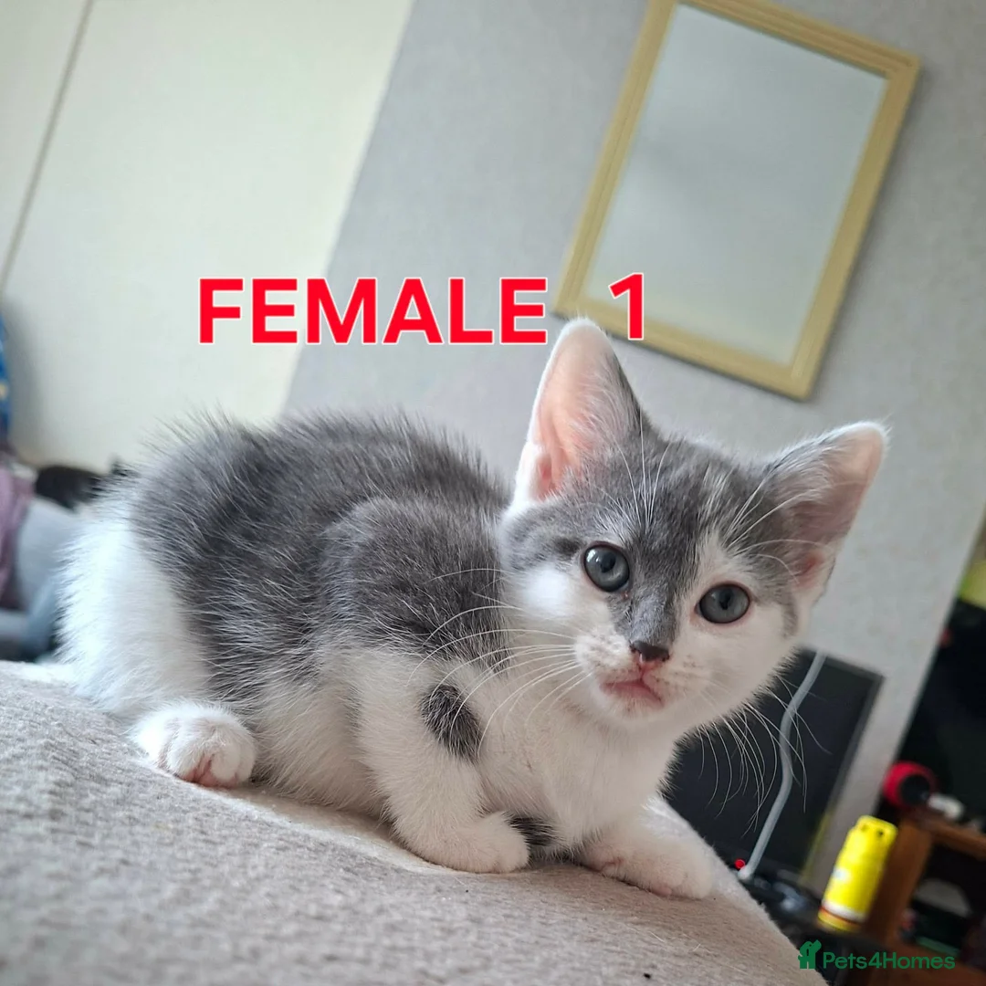 Mixed Breed cats for sale: Ready Now – Litter Trained&Raised Around Kids,Cats - Advert 1