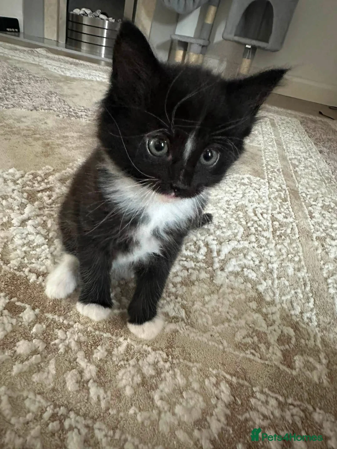 Mixed Breed cats for sale: Two Adorable Mixed-Breed Kittens in Bristol - Advert 5