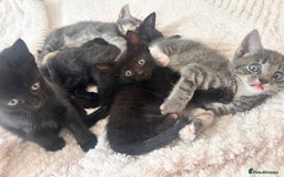 Bengal cats for sale: 6 Cuddly Bengal & Bombay Kittens - Image 6