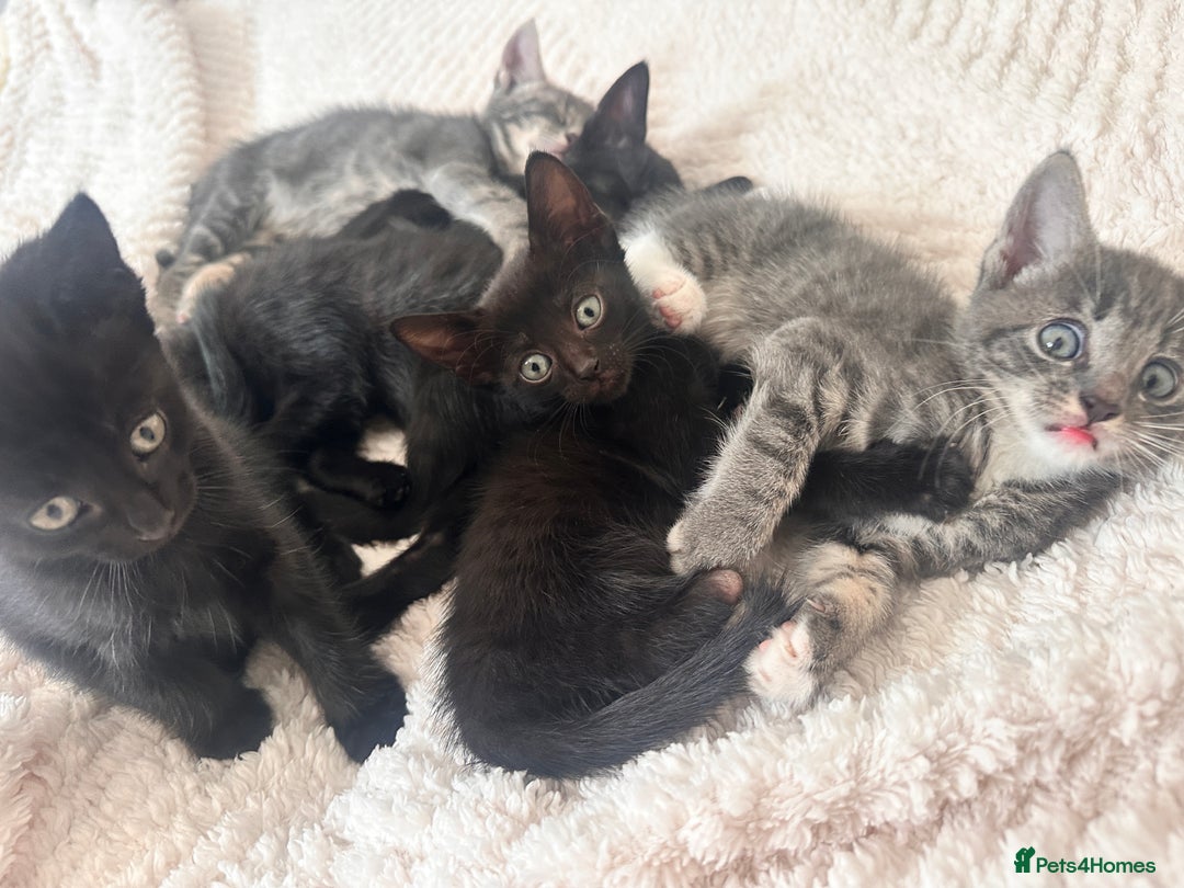 Bengal cats for sale: 6 Cuddly Bengal & Bombay Kittens - Image 6