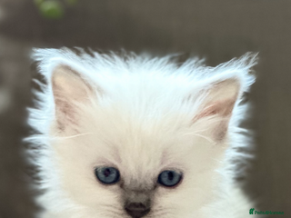 Ragdoll cats 🦋 LOVING GCCF KITTENS 🦋 - Advert 5