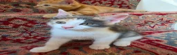 Ragdoll cats for sale: Beautiful ragdoll X - Advert 24