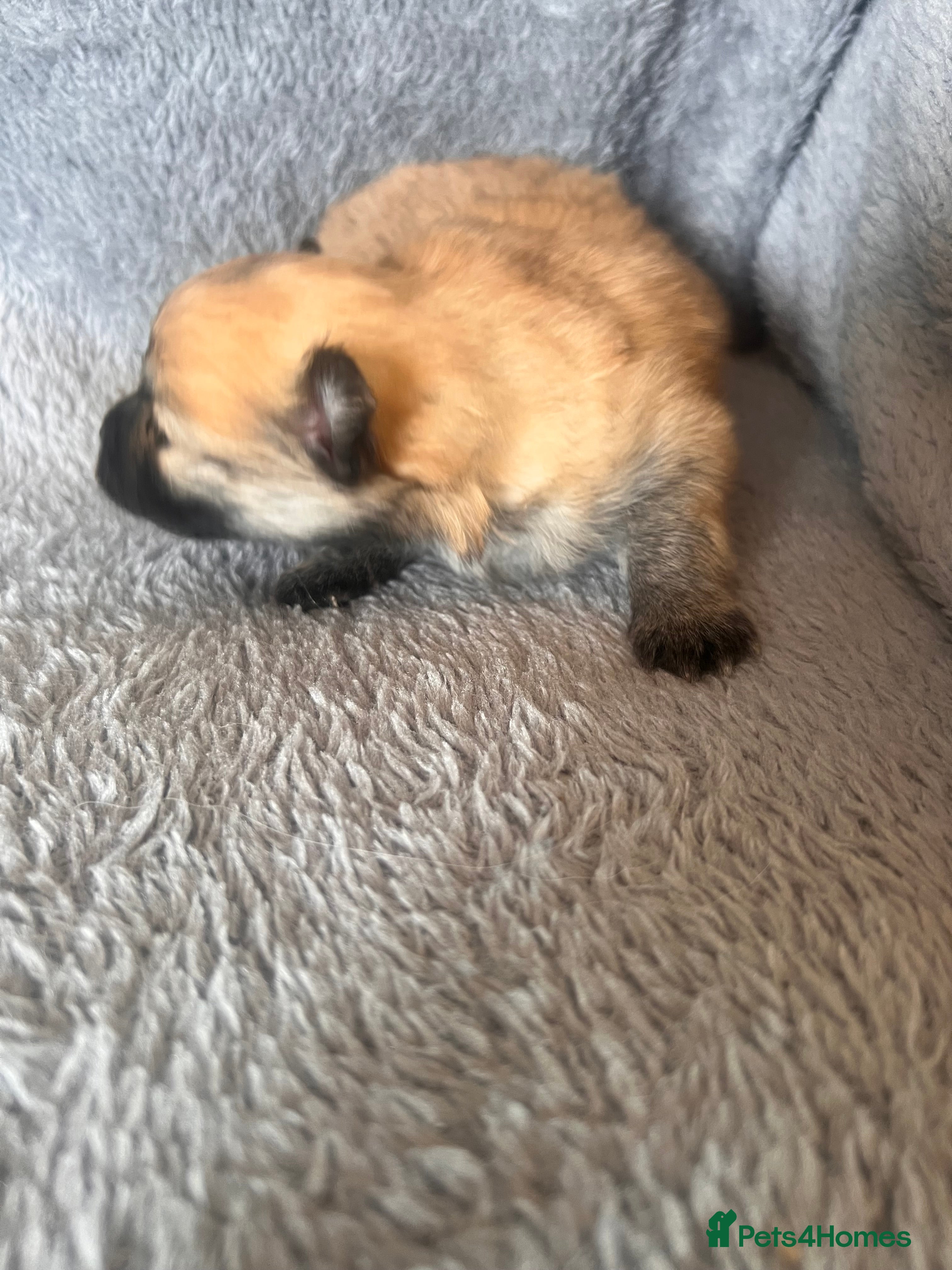 Pomeranian dogs for sale: Pomeranian Puppies  - Advert 13