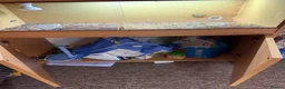 Hermann Tortoise reptiles for sale: Herman tortoise  in Braintree - Advert 4