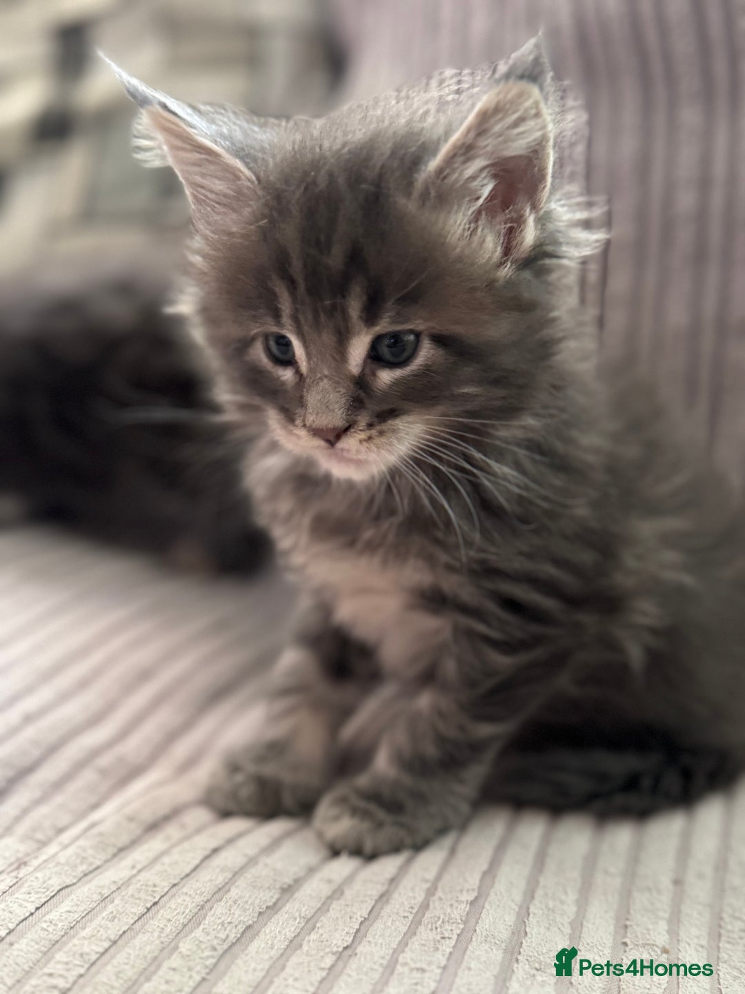 Maine Coon cats for sale: Adorable pedigree Maine coon kittens - Advert 18