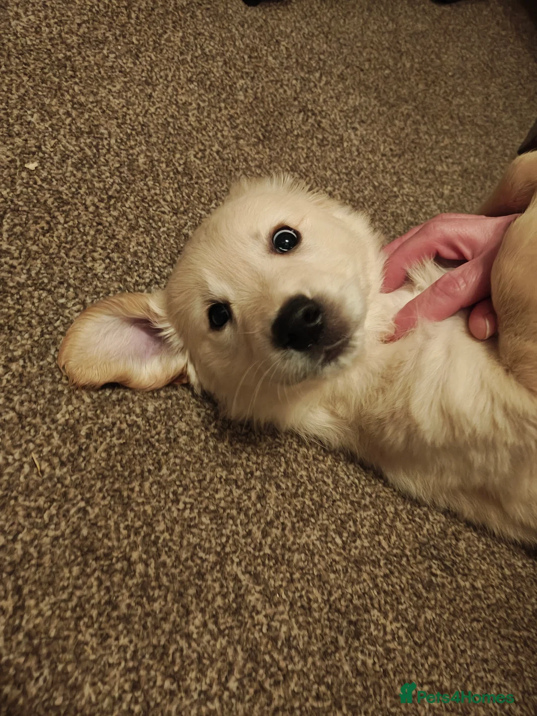 Golden Retriever dogs for sale: Only 5 gorgeous golden retriever puppies left - Advert 10