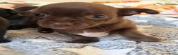 Chihuahua dogs for sale: Beautiful Chihuahua Pups - Last Puppy - Advert 10