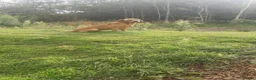 Labrador Retriever dogs for stud: Fox Red Labrador at Stud - Advert 2