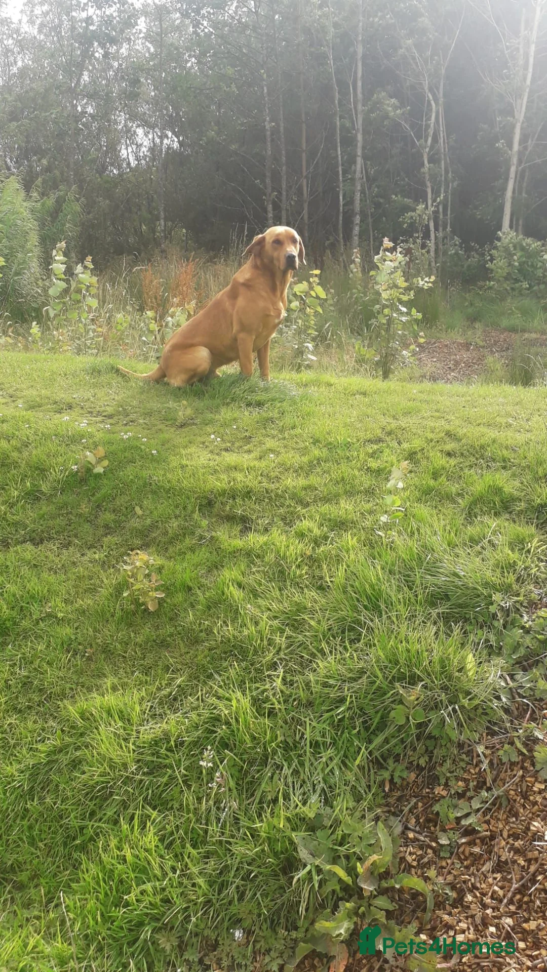 Labrador Retriever dogs for stud: Fox Red Labrador at Stud - Advert 2