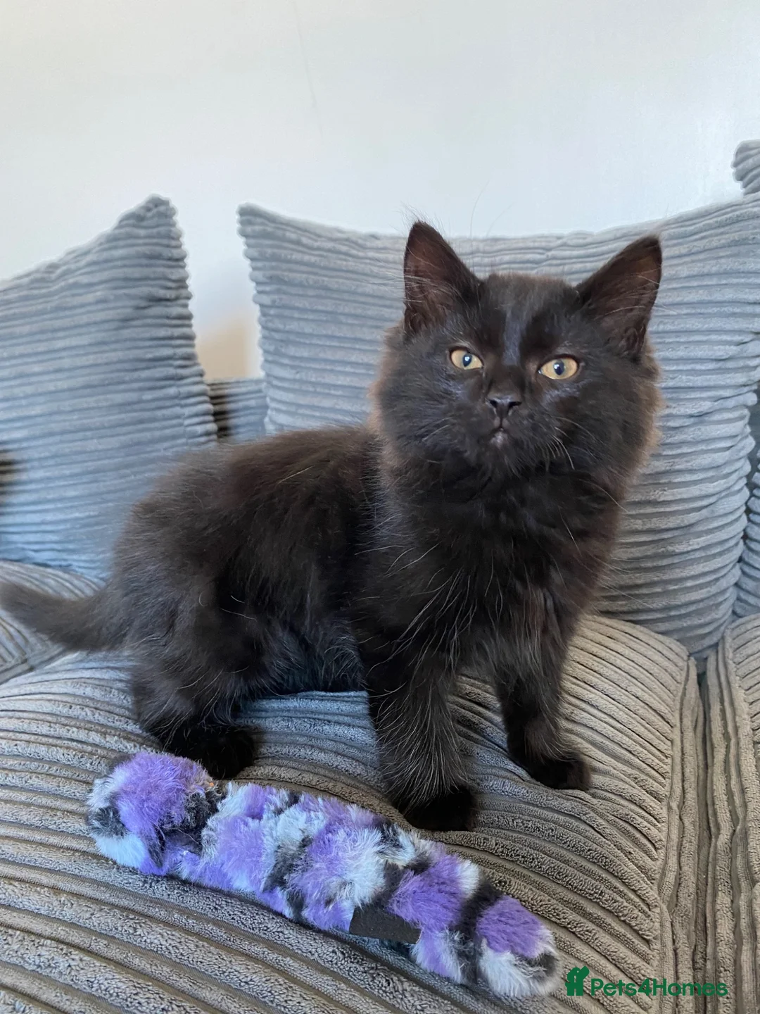 Mixed Breed cats for sale: Teddy bear  - Advert 2