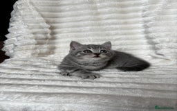 British Shorthair cats for sale: OUTSTANDING GCCF + HEALTH TESTED BSH + BLH KITTENS - Image 20