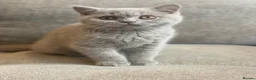 British Shorthair cats for sale: Champion lines🏆 Pedigree British Shorthairs - Advert 5