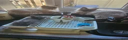 Ragdoll cats for sale: Male brothers Rag Doll  - Advert 8
