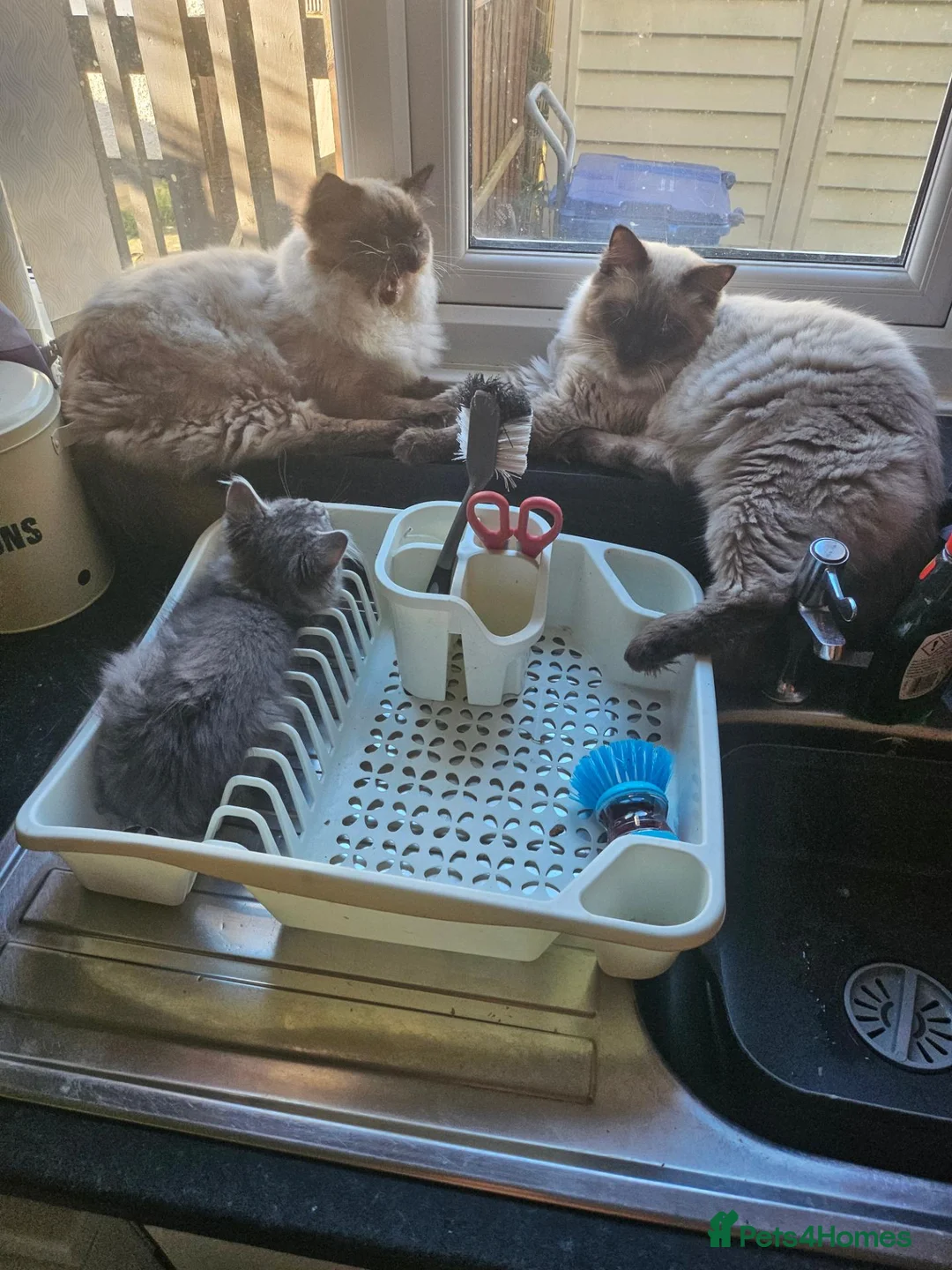 Ragdoll cats for sale: Male brothers Rag Doll  - Advert 8