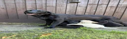 Labrador Retriever dogs for sale: FTCH sired KC Reg labrador puppies - Advert 2