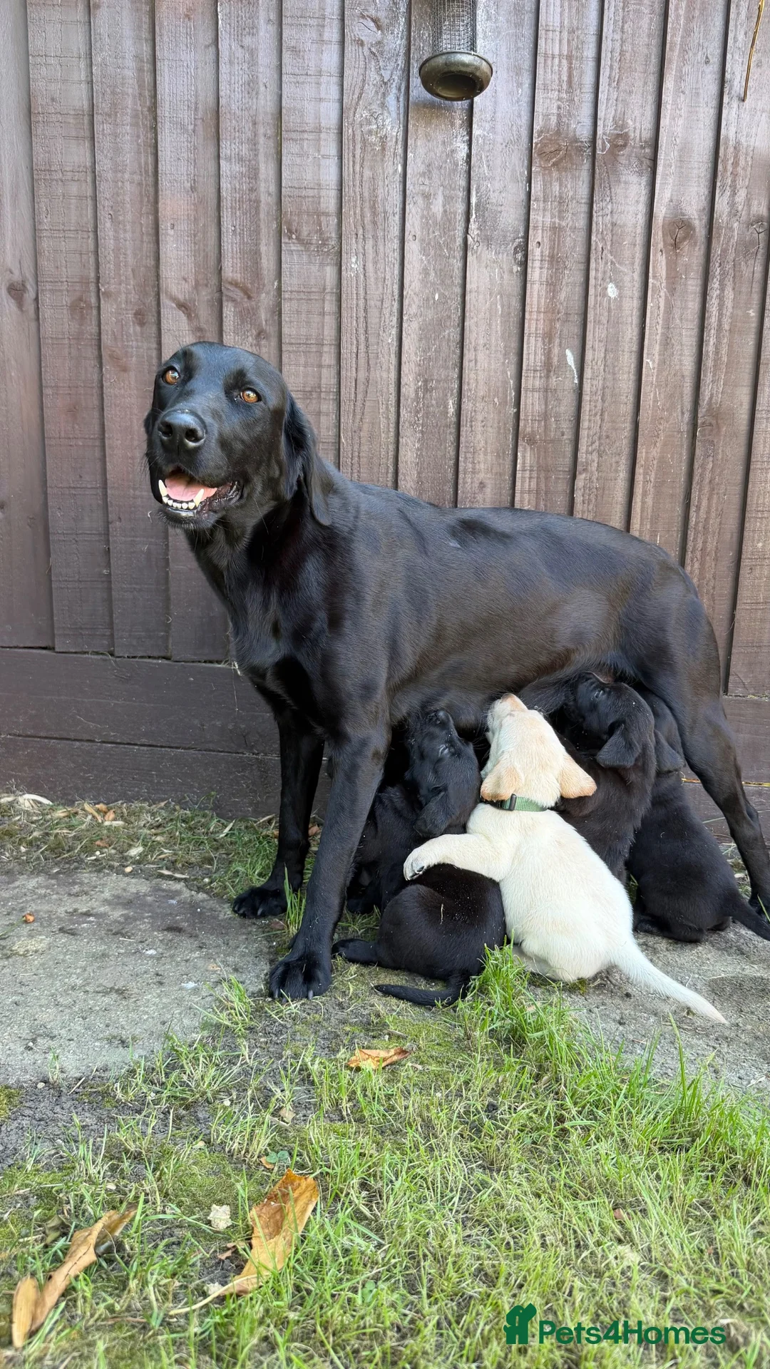 Labrador Retriever dogs for sale: FTCH sired KC Reg labrador puppies - Advert 2