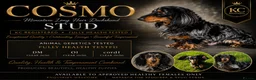 Miniature Dachshund dogs for stud: Stunning long  silver dapple stud boy  - Advert 3