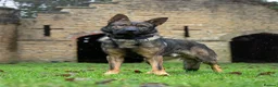 German Shepherd dogs for sale: Fully trained Czech shepherd male igp bh - Advert 2