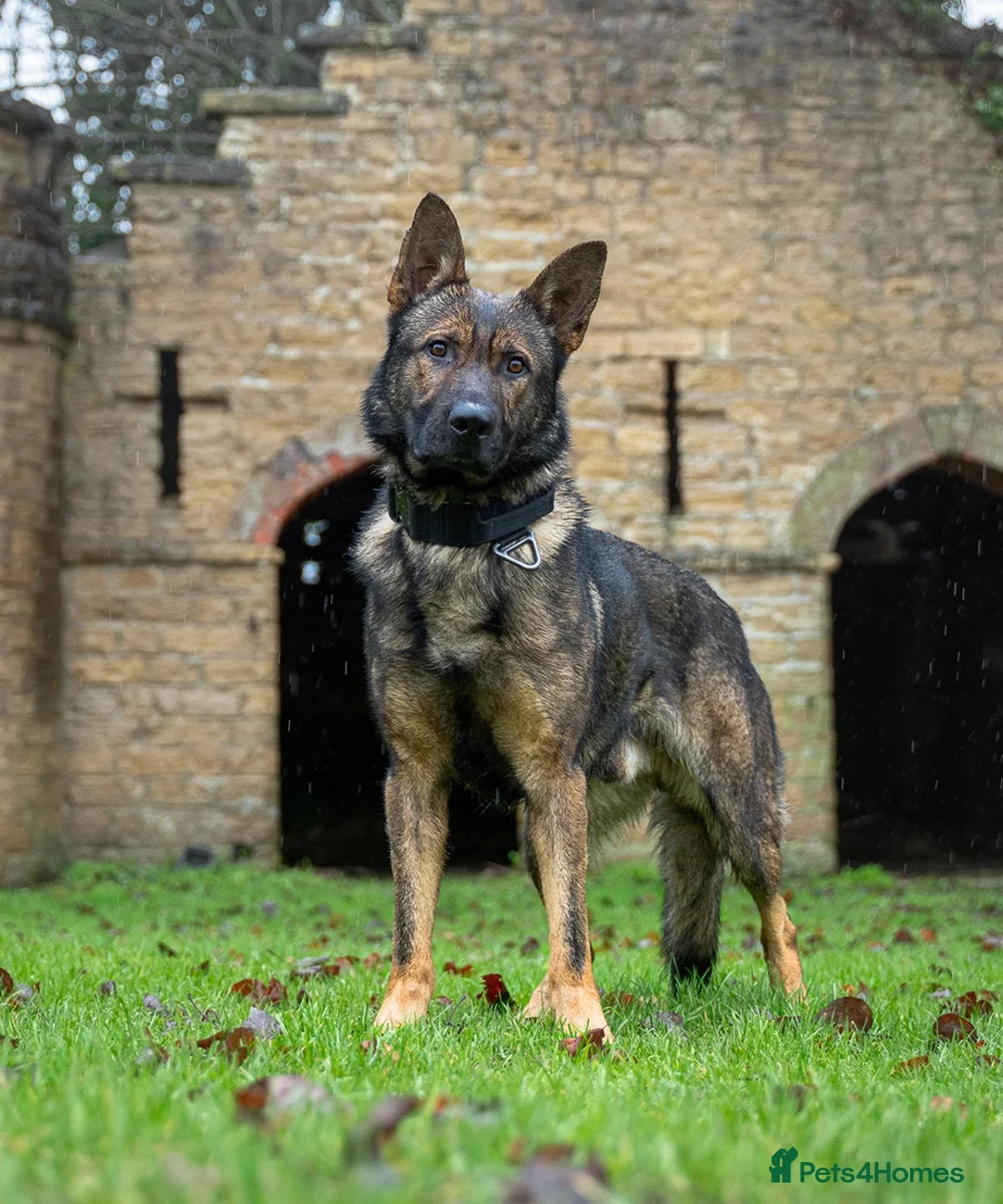 German Shepherd dogs for sale: Fully trained Czech shepherd male igp bh - Advert 2