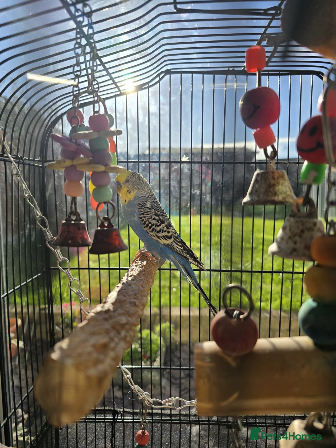 Budgerigars birds for sale: Budgie & Cage Set - Advert 3