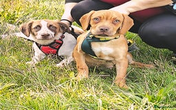 Mixed Breed dogs for sale: 2 puppies mixed breed left !!! - Image 1