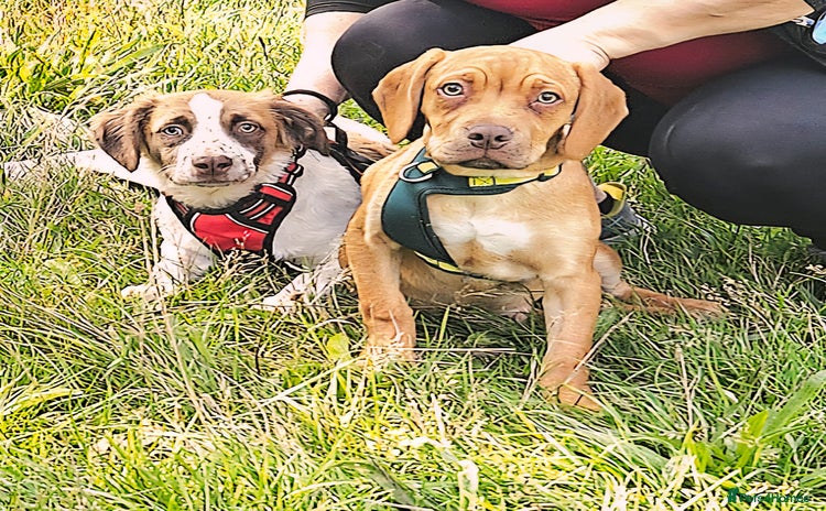 Mixed Breed dogs - Advert 6