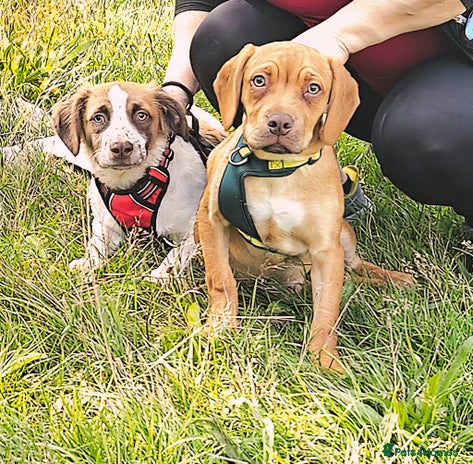 Mixed Breed dogs - Advert 4