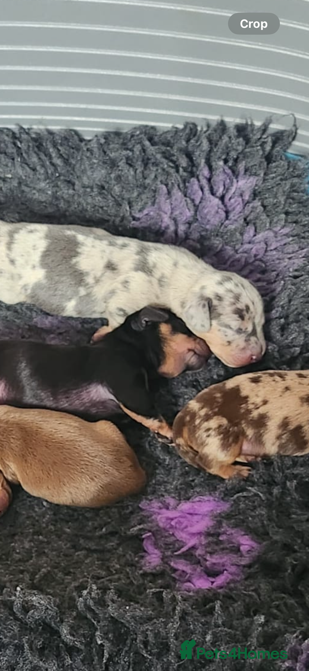 Miniature Dachshund dogs for sale: Stunning KC reg miniature dachshund - Image 10