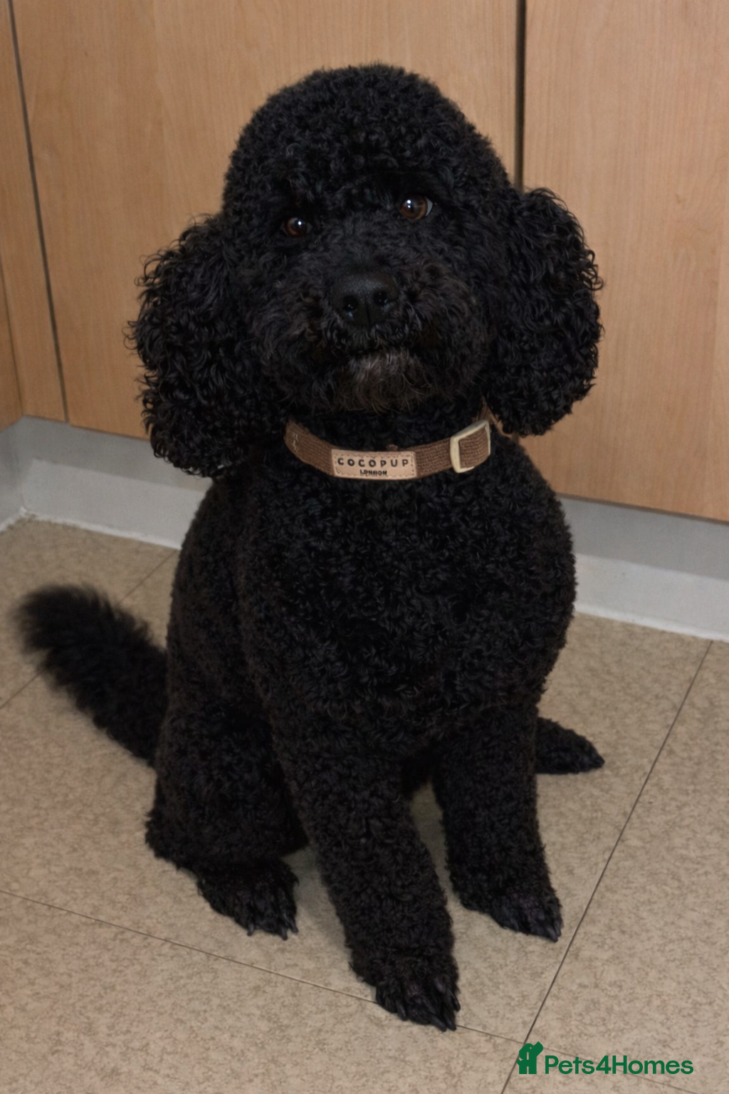 Cockapoo dogs Remmi - Advert 2