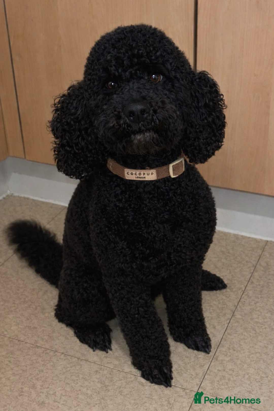 Cockapoo dogs for sale: Remmi in Washington - Advert 1