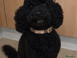 Cockapoo dogs Remmi - Advert 2