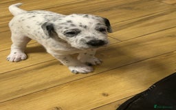 Mixed Breed dogs for sale: Rare Dalmadoodles - Image 7