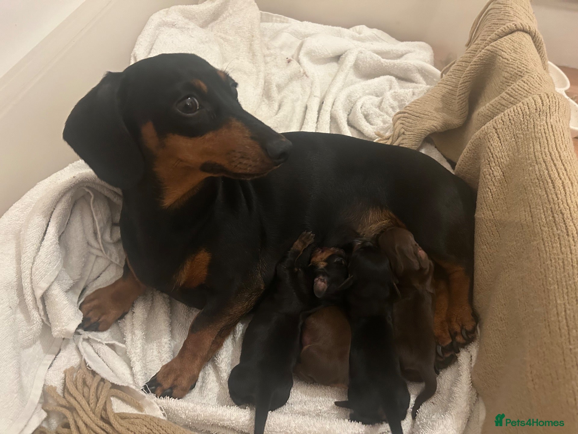Miniature Dachshund dogs Miniature Dachshund Puppies for Sale - Advert 1