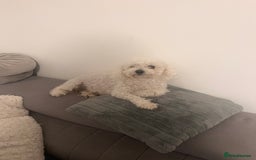 Bichon Frise dogs for sale: This is KIKI  - Advert 1