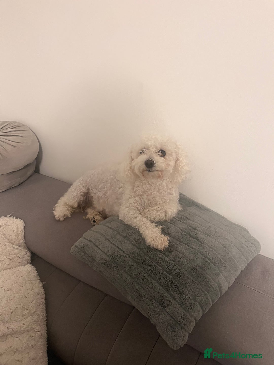Bichon Frise dogs for sale: This is KIKI  - Advert 1