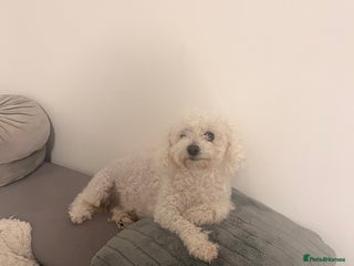 Bichon Frise dogs This is KIKI - Advert 2