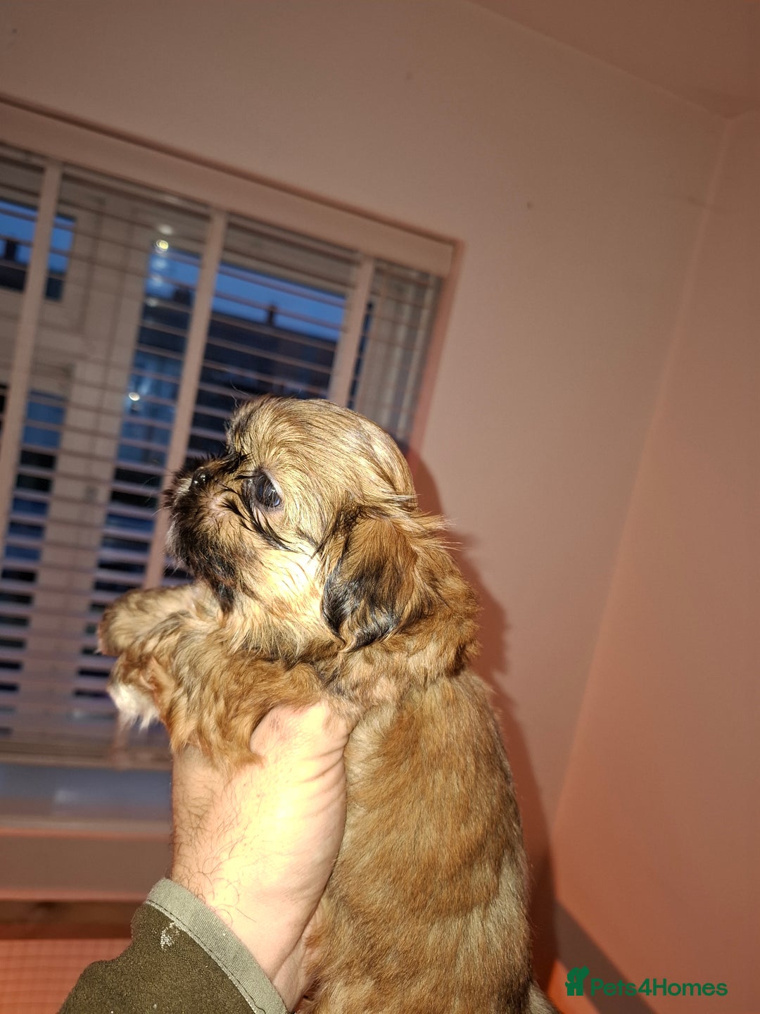 Shih Tzu dogs for sale: Shih tzu pups - Advert 10