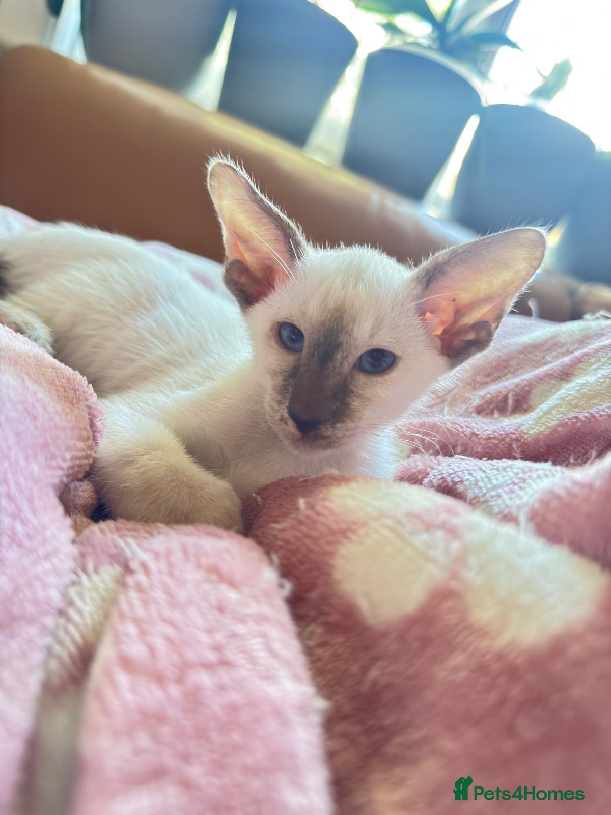 Oriental cats for sale: Beautiful Siamese & Oriental Kittens - last girl!  - Advert 2