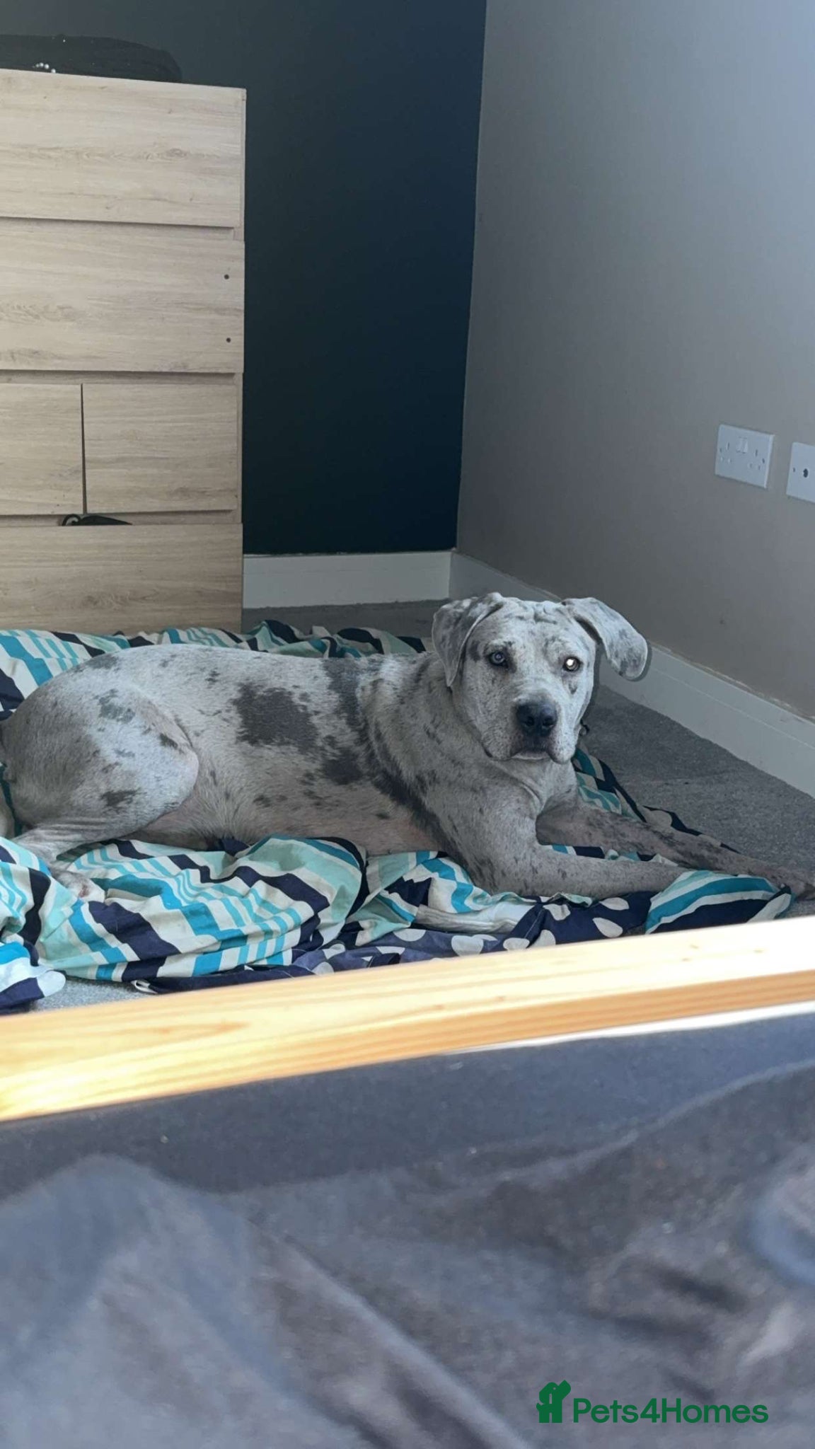 Mixed Breed dogs Beautiful Merle Mastiff - Advert 4