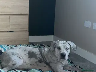 Mixed Breed dogs Beautiful Merle Mastiff - Advert 4