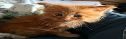 Maine Coon cats for sale: Stunning red very fluffy Maine coon GIRL  - Advert 5