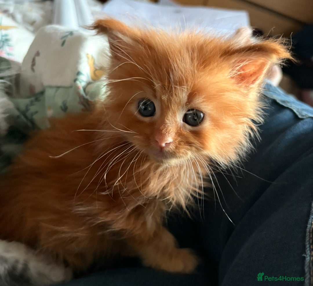 Maine Coon cats for sale: Stunning red very fluffy Maine coon GIRL  - Advert 5