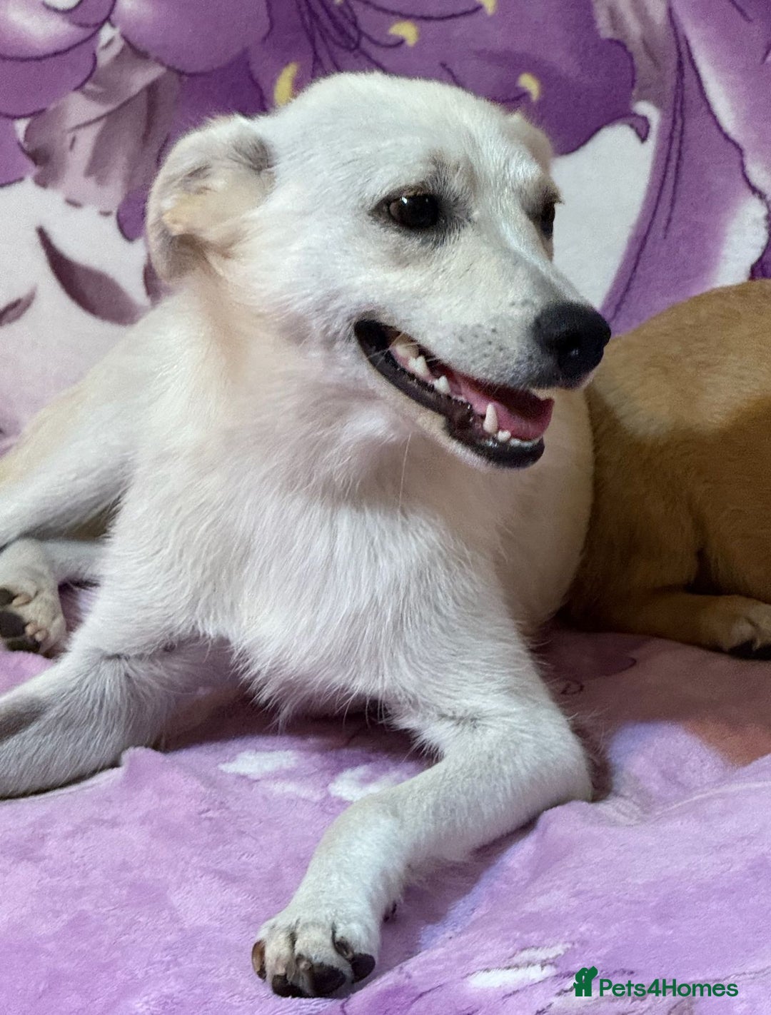 Mixed Breed dogs for adoption: Delmie  - Image 3