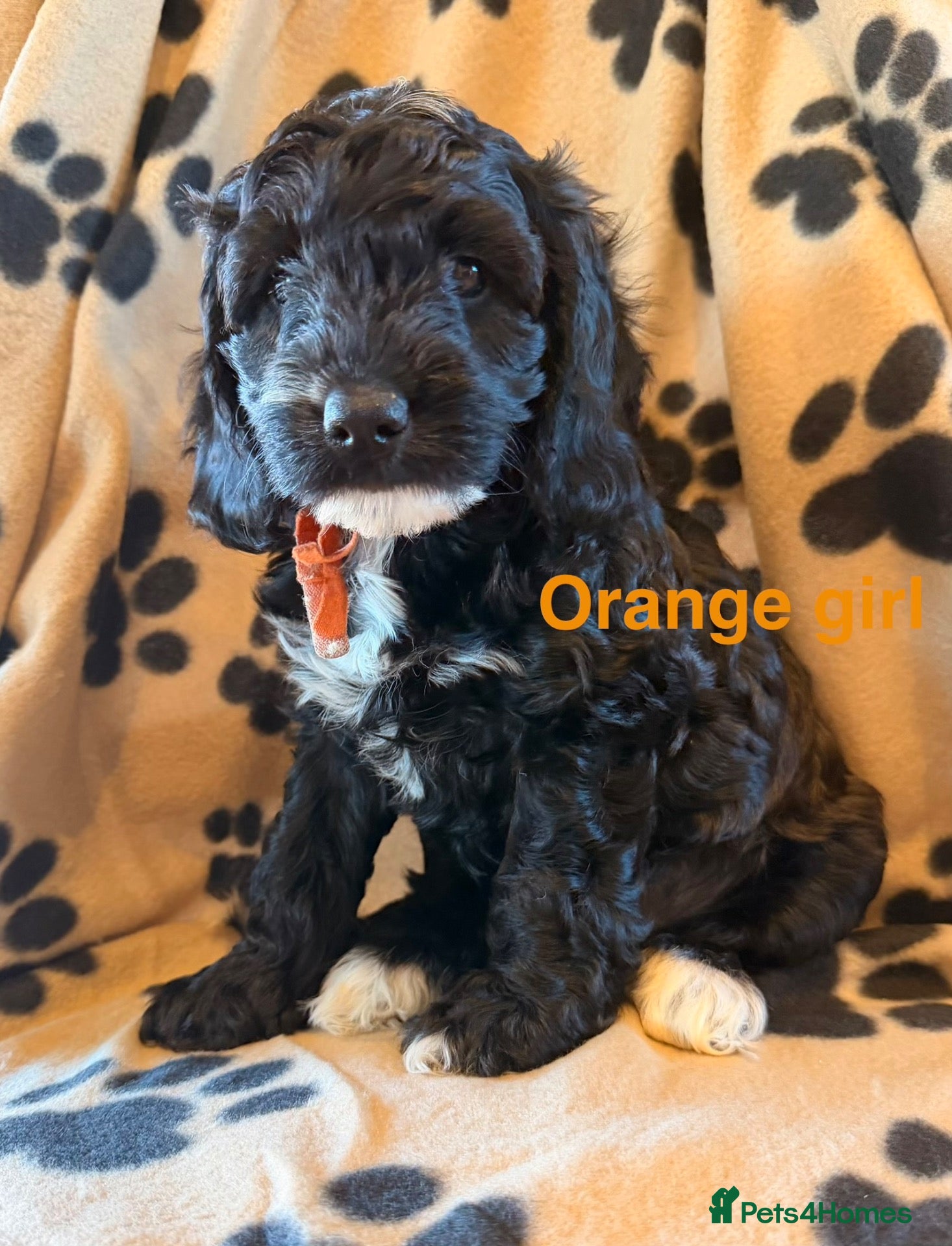 Cockapoo dogs Beautiful cockapoo puppies  - Advert 2