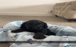 Cockapoo dogs for sale: Beautiful tri cockerpoos  - Image 4