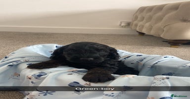 Cockapoo dogs - Advert 1