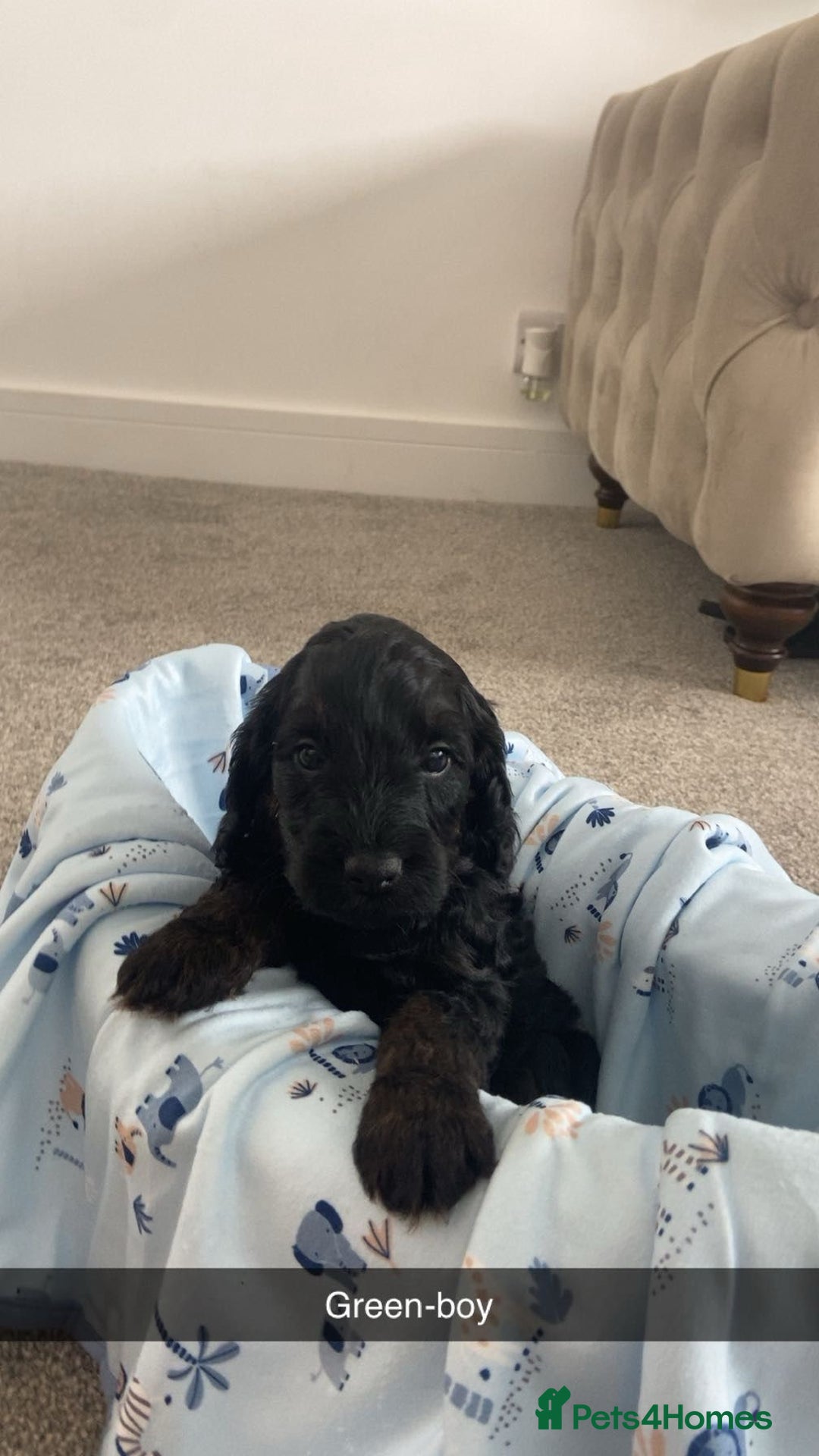 Cockapoo dogs for sale: Beautiful tri cockerpoos  - Image 4