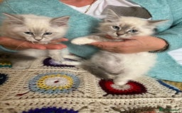 Siberian cats for sale: Siberian Neva Masquerade - Image 8