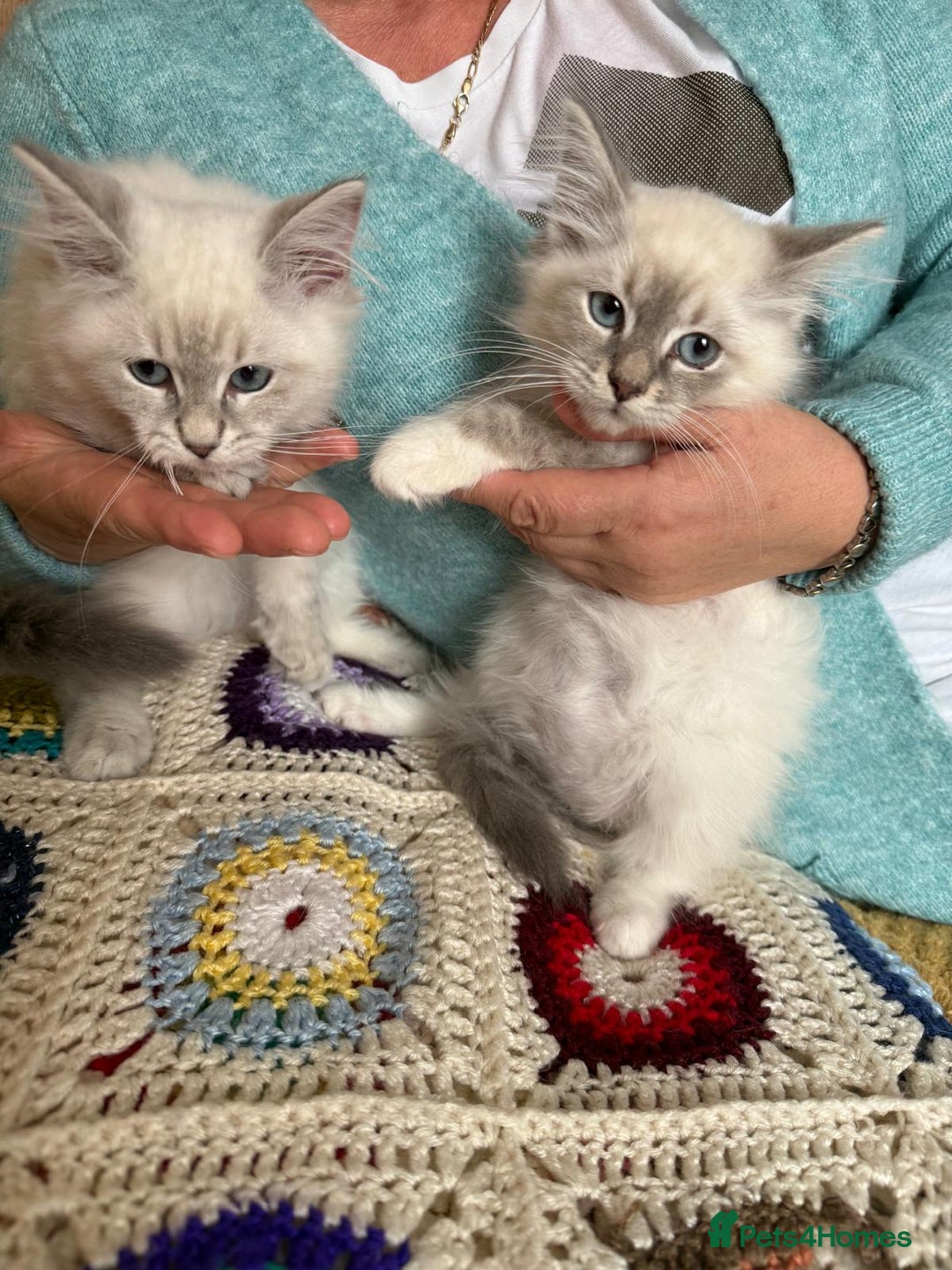 Siberian cats for sale: Siberian Neva Masquerade - Image 8