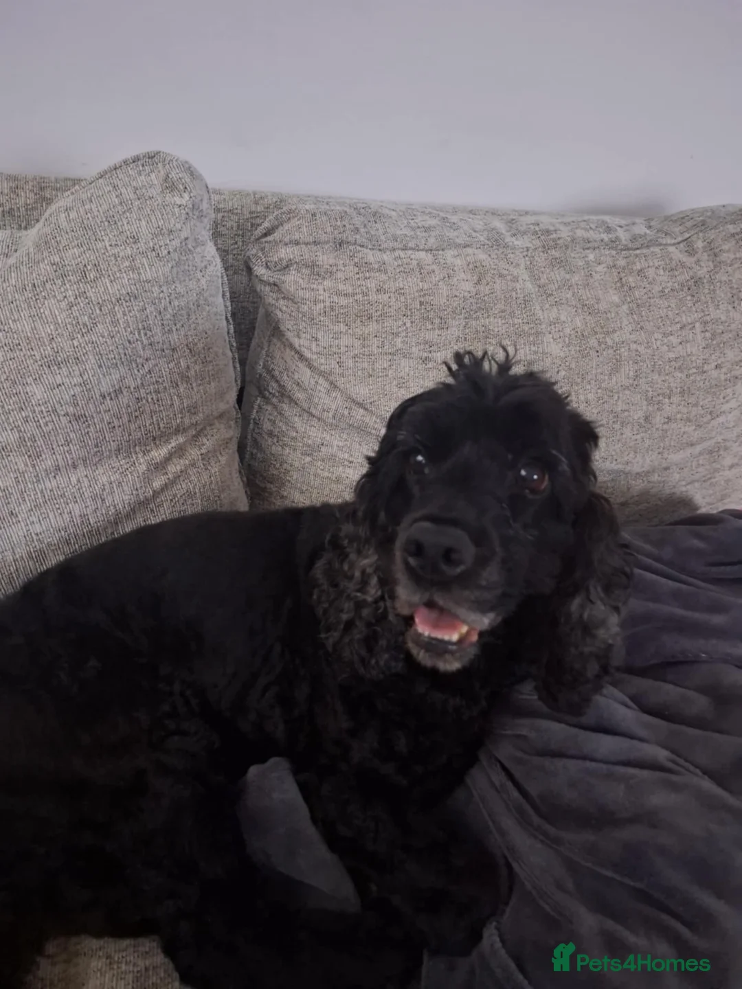 Cocker Spaniel dogs for sale: Show Cocker spaniel - Advert 2